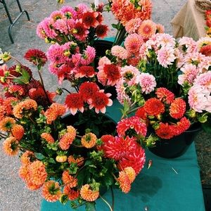 Meet your Posher, Rachael